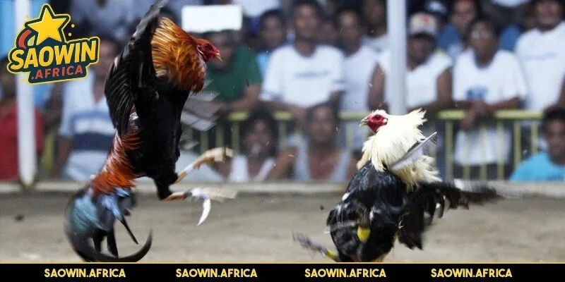 Đánh giá tổng quan đá gà Thomo