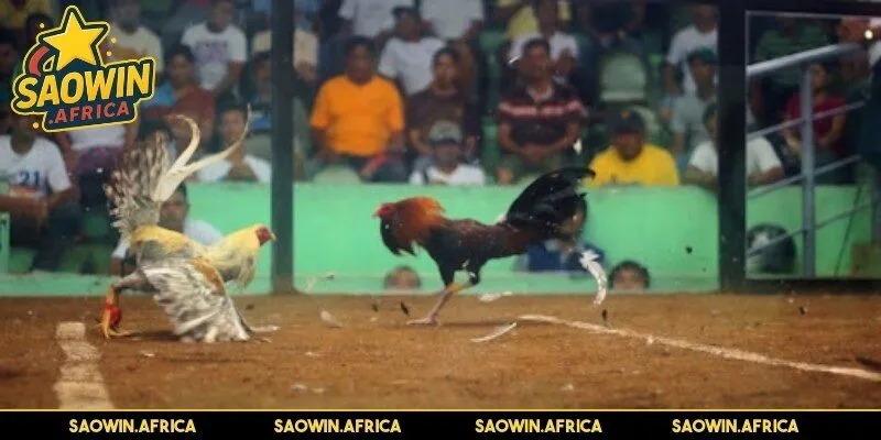 Kinh nghiệm chọi kê Thomo chuẩn