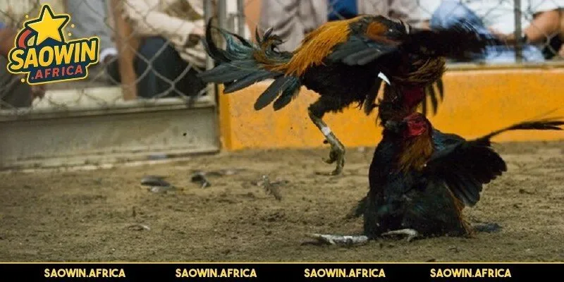 Nghiên cứu về quy định của đá gà Thomo