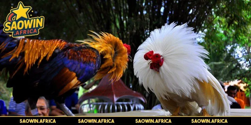 Ý nghĩa từng màu chiến kê mẹo chọn màu gà mạng